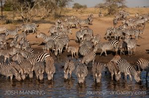 Josh Manring Photographer Decor Wall Art - africa wildlife-26.jpg